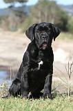 CANE CORSO 405